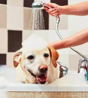 怎么在家给狗狗洗澡